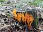 Narancsszínű enyveskorallgomba (Calocera viscosa), Zemplén